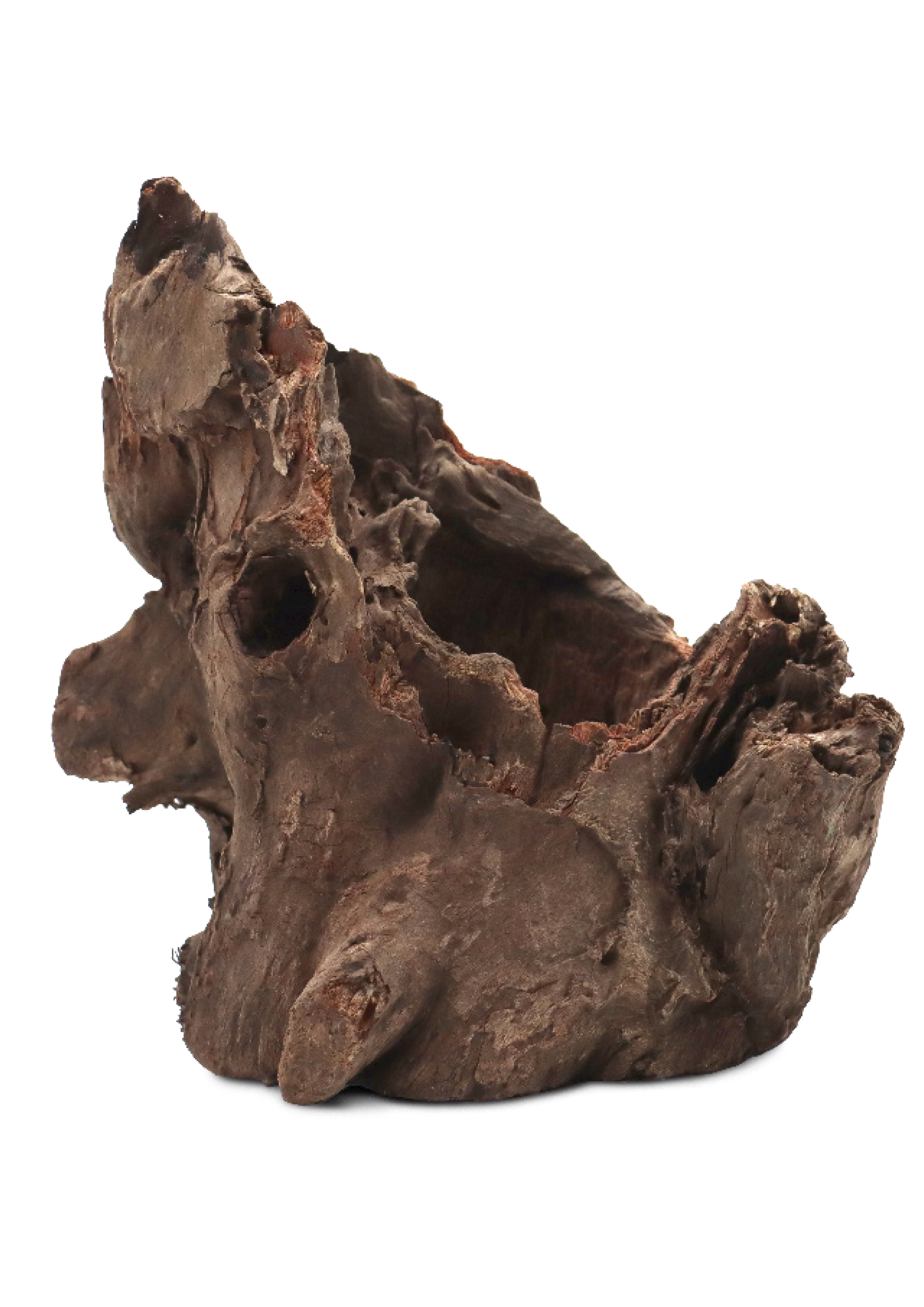 Drvo Thai orchid stump SM 15-20cm