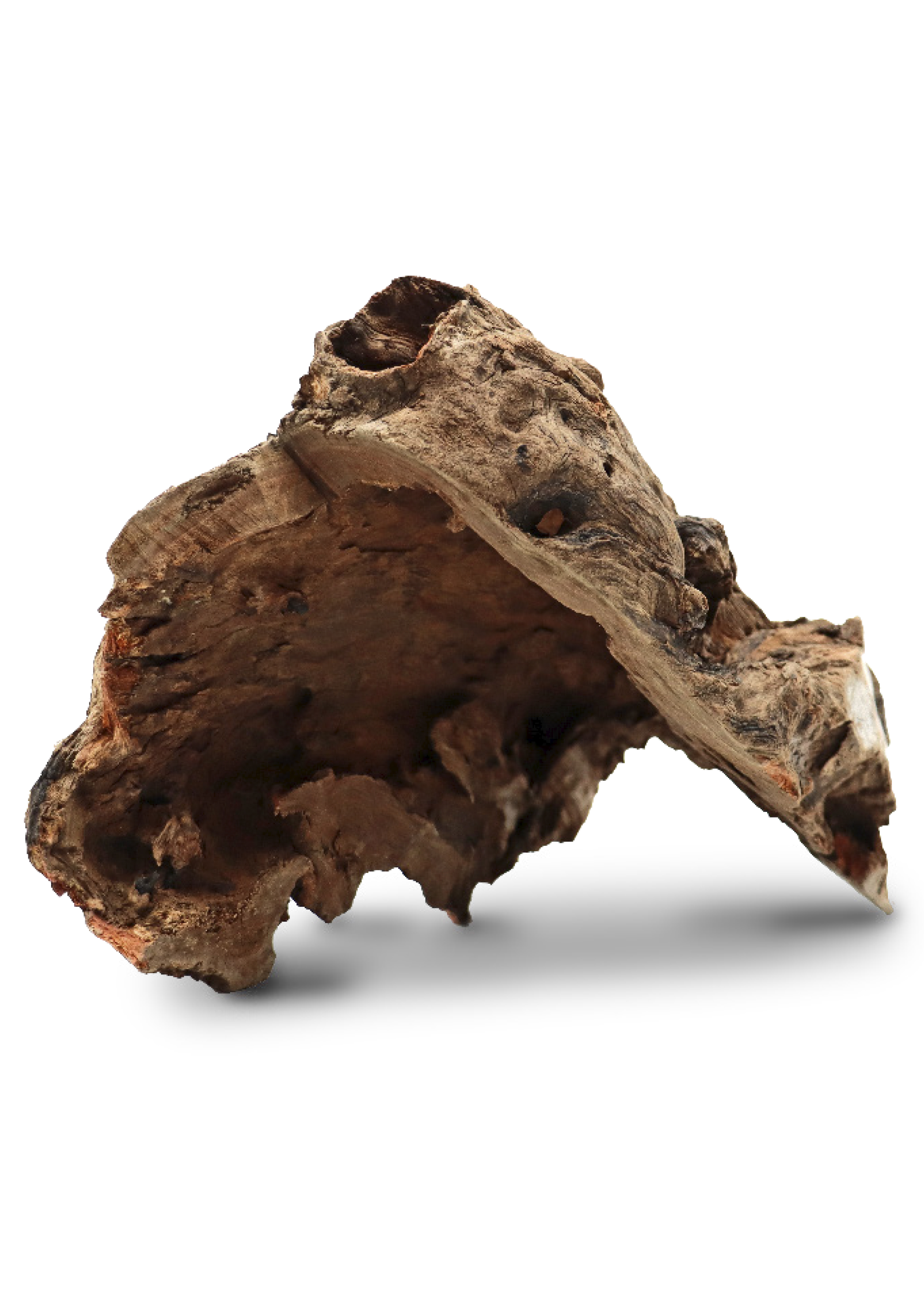 Drvo Thai orchid stump MD 25-35cm